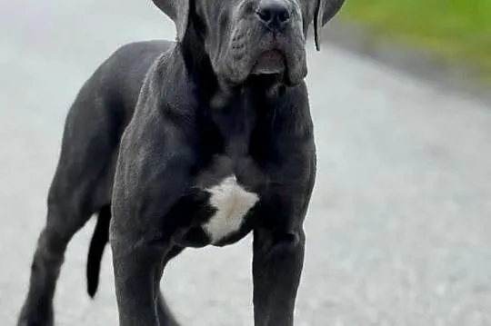 Cane Corso - szara suczka ZKwP/FCI, Śląskie, Częstochowa