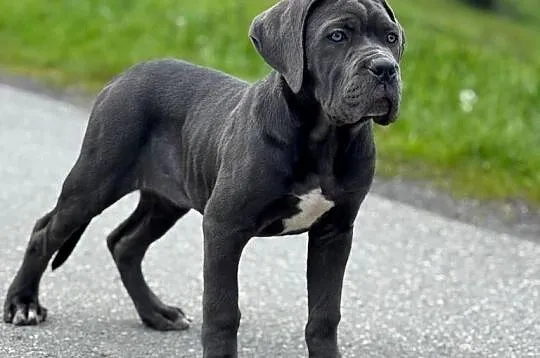 Cane Corso - szara suczka ZKwP/FCI, Śląskie, Częstochowa