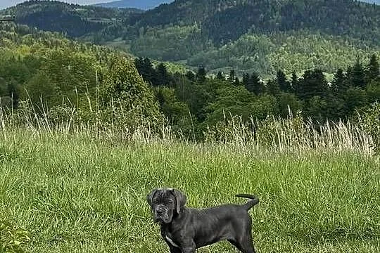 Cane Corso - szara suczka ZKwP/FCI, Śląskie, Częstochowa