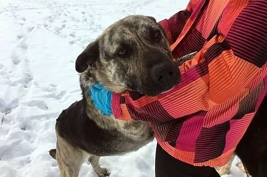 Daisy, cudowna sunia szuka domu.,  podlaskie Augus