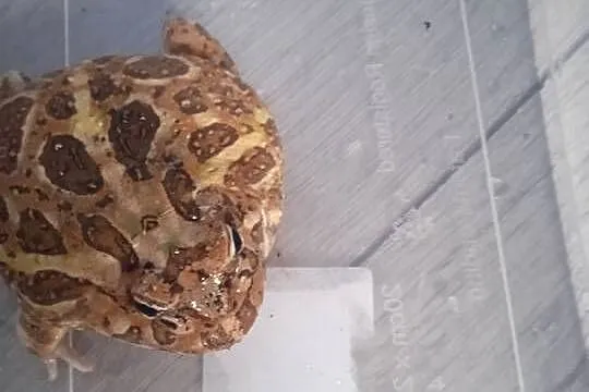 Żaba rogata 3 letni samczyk