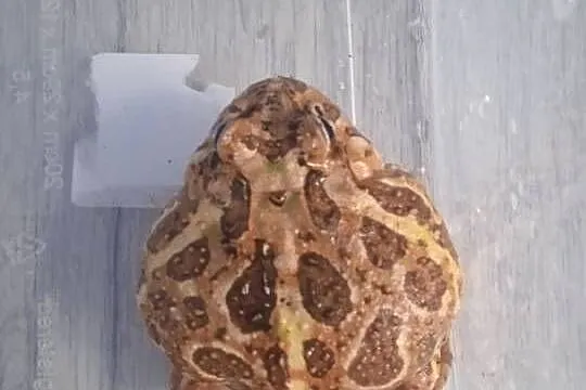 Żaba rogata 3 letni samczyk, Podkarpackie, Rzeszów