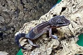 Eublefar lamparci black night