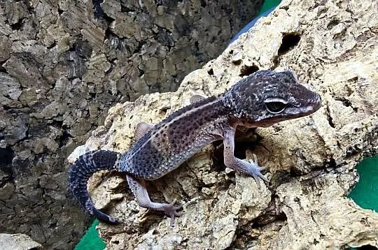 Eublefar lamparci black night
