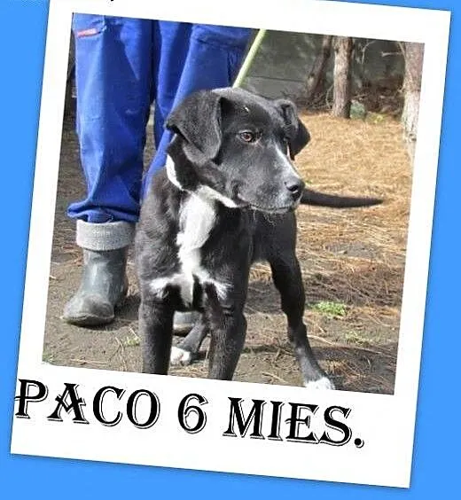 6 mies.szczeniak,wesoły,rezolutny piesek PACO.Piln