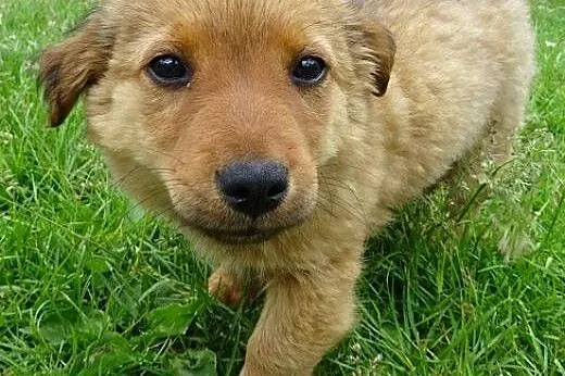 Kodi puchata szczenięca piękność ,  mazowieckie Wa