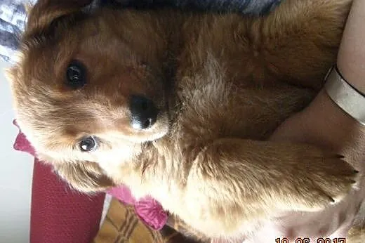 Kodi puchata szczenięca piękność ,  mazowieckie Wa