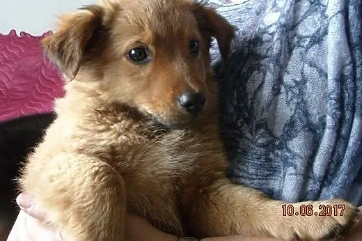 Kodi puchata szczenięca piękność ,  mazowieckie Wa