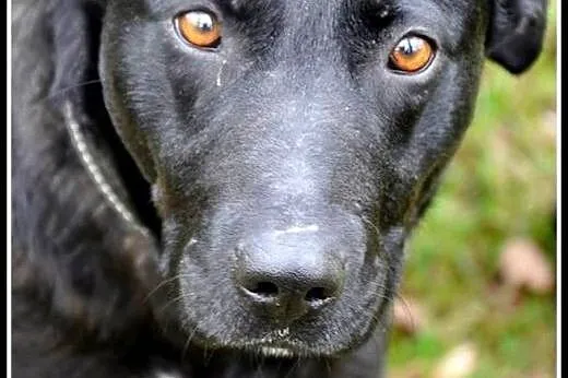 Przyjazna COSIA szuka domku !,  mazowieckie Warsza