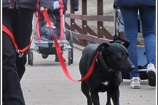 Przyjazna COSIA szuka domku !,  mazowieckie Warsza