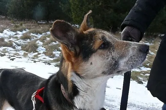 Skunks po śmierci swojej Pani został sam.