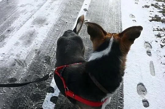 Skunks po śmierci swojej Pani został sam.