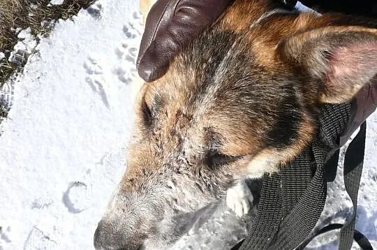 Skunks po śmierci swojej Pani został sam.