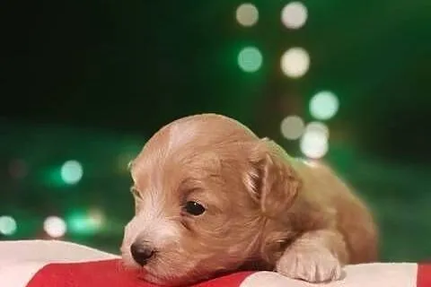 Maltipoo f1