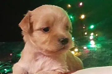 Maltipoo f1, Lubelskie, Józefów nad Wisłą