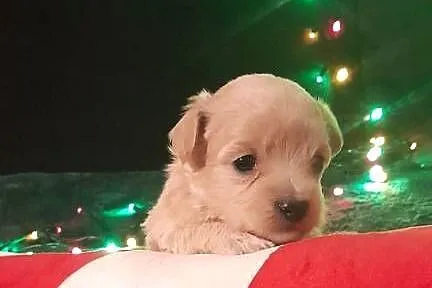 Maltipoo f1, Lubelskie, Józefów nad Wisłą