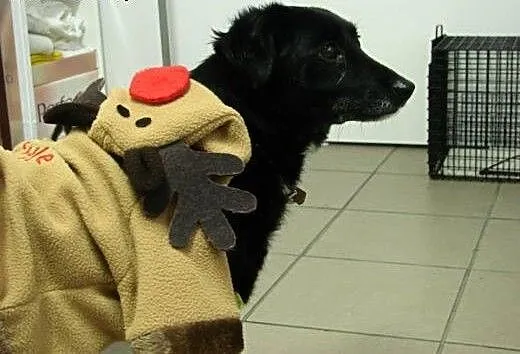 Nela do adopcji, mazowieckie Warszawa