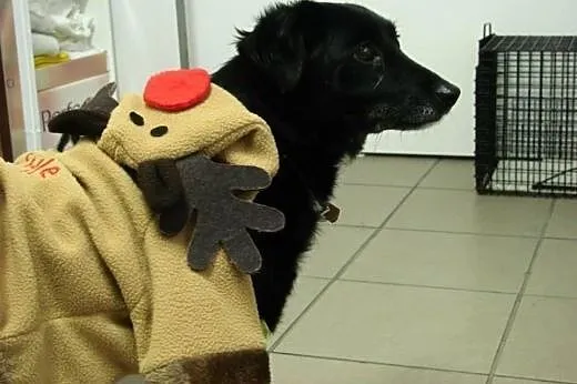 Nela do adopcji,  mazowieckie Warszawa