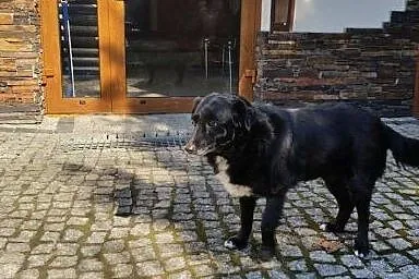 Nela do adopcji,  mazowieckie Warszawa