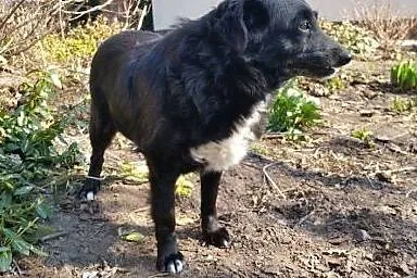 Nela do adopcji,  mazowieckie Warszawa