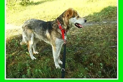 Młody grzeczny piesek HASIO, łagodny,spokojny,posł
