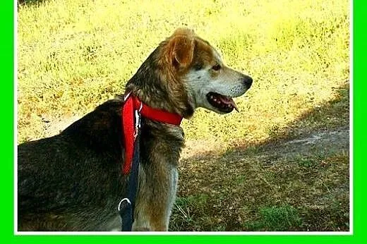 Młody grzeczny piesek HASIO, łagodny,spokojny,posł