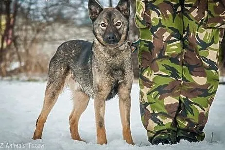 OTOZ Animals - Fisiek - wesoły, kochany urwis szuk