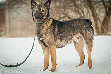 OTOZ Animals - Fisiek - wesoły, kochany urwis szuk