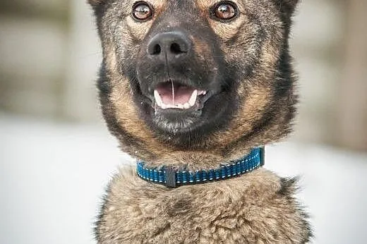 OTOZ Animals - Fisiek - wesoły, kochany urwis szuk