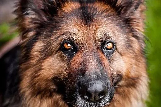 ASTRA - zjawiskowa suczka OWCZAREK NIEMIECKI do ad