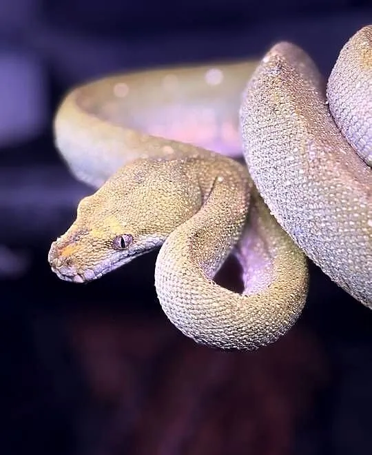 Morelia Viridis oraz dwa Heterodony Zachodnie, Śląskie, Katowice