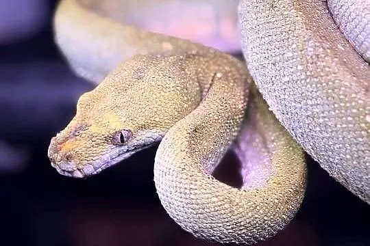 Morelia Viridis oraz dwa Heterodony Zachodnie, Śląskie, Katowice