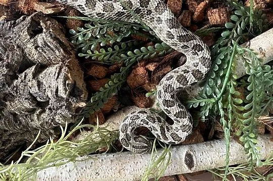 Morelia Viridis oraz dwa Heterodony Zachodnie, Śląskie, Katowice