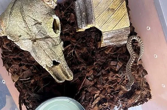 Morelia Viridis oraz dwa Heterodony Zachodnie, Śląskie, Katowice