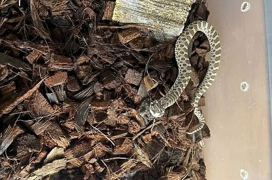 Morelia Viridis oraz dwa Heterodony Zachodnie, Śląskie, Katowice