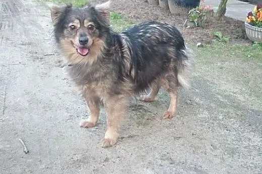 Bella wesoła suczka do adopcji,  mazowieckie Warszawa