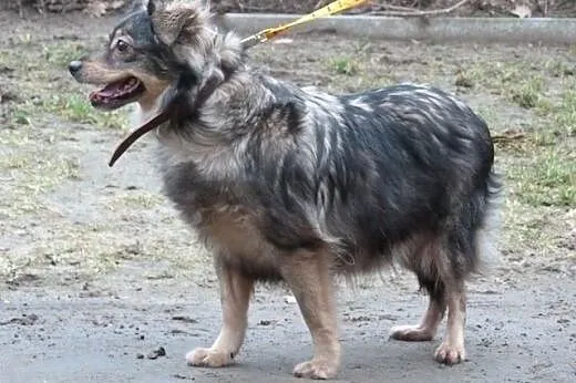 Bella wesoła suczka do adopcji,  mazowieckie Warsz