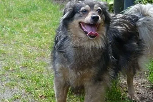 Bella wesoła suczka do adopcji,  mazowieckie Warsz