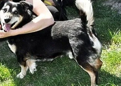 KAMYSIO-niewielki, wesoły, pogodny starszy psiak bardzo prosi o dom, adopcja, Małopolskie, Kraków