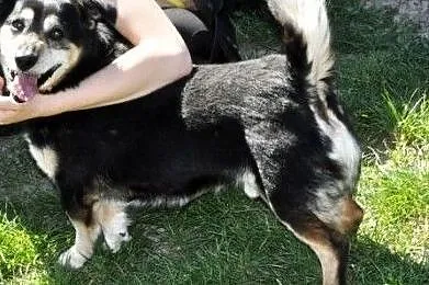 KAMYSIO-niewielki, wesoły, pogodny starszy psiak bardzo prosi o dom, adopcja, Małopolskie, Kraków