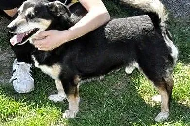 KAMYSIO-niewielki, wesoły, pogodny starszy psiak bardzo prosi o dom, adopcja, Małopolskie, Kraków