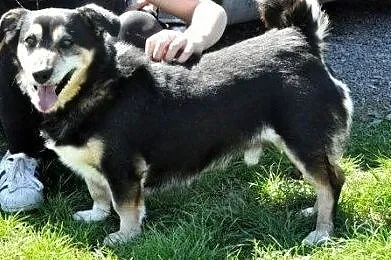 KAMYSIO-niewielki, wesoły, pogodny starszy psiak bardzo prosi o dom, adopcja, Małopolskie, Kraków