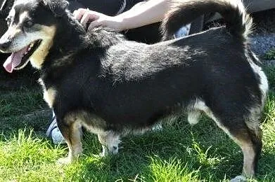KAMYSIO-niewielki, wesoły, pogodny starszy psiak bardzo prosi o dom, adopcja, Małopolskie, Kraków