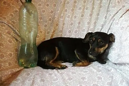 Ofiara wakacji , bardzo potrzebuje domku , ale tyl