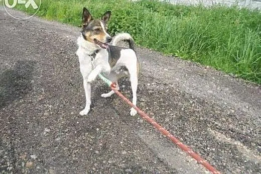 Smerfik błaga o dom,  śląskie Dąbrowa Górnicza