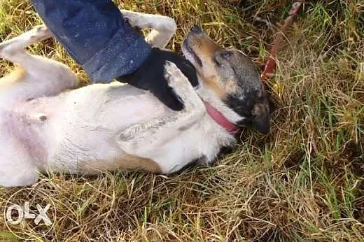 Smerfik błaga o dom,  śląskie Dąbrowa Górnicza