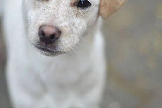 Przyjazna Pepa, SZCZENIAK, piękna suczka do adopcj