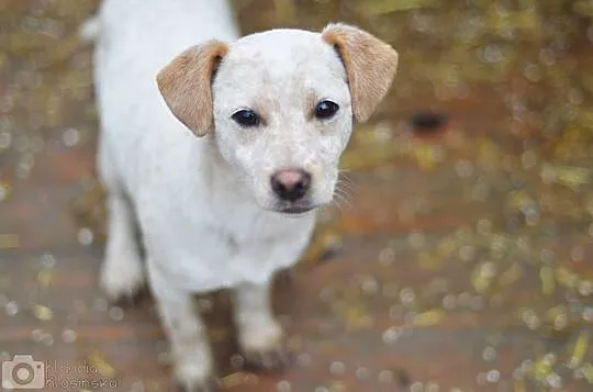 Przyjazna Pepa, SZCZENIAK, piękna suczka do adopcj