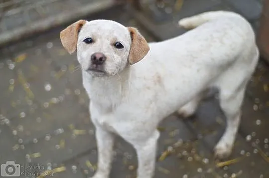 Przyjazna Pepa, SZCZENIAK, piękna suczka do adopcj