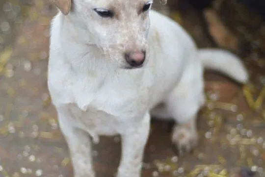 Przyjazna Pepa, SZCZENIAK, piękna suczka do adopcj
